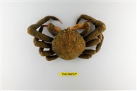 藏品(溝痕絨球蟹)的圖片